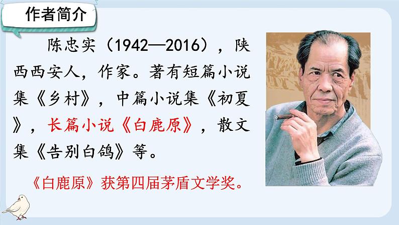 初中语文人教部编版（2024）七年级上册（2024） 18 我的白鸽 课件第3页