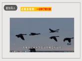 人教部编版语文八年级下册7《 大雁归来》课件+导学案+素材