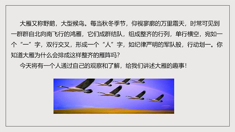 人教部编版语文八年级下册7《 大雁归来》课件第3页