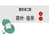 第7课《荷叶·母亲》课件-2024-2025学年统编版语文七年级上册（2024）