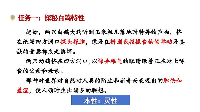 第18课《我的白鸽》课件 2024-2025学年统编版语文七年级上册第7页