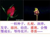中考语文作文课件《走着走着，花就开了》