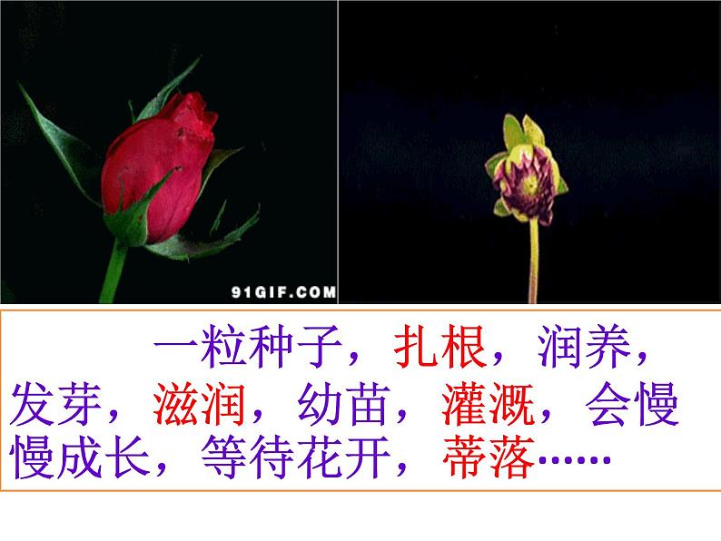 中考语文作文课件《走着走着，花就开了》第2页