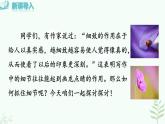 【人教部编版】七下语文 第三单元 写作  抓住细节  课件+教案