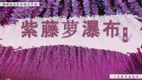 人教部编版（2024）七年级下册（2024）19 紫藤萝瀑布评优课课件ppt