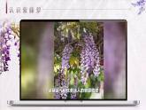 部編版2025春七年級(jí)下冊語文19.紫藤蘿瀑布 課件