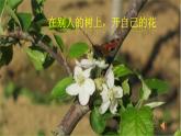 【任务型教学】统编语文八下第一单元写作《学习仿写》（课件+教案+素材））