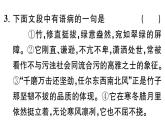 初中語文新人教部編版七年級下冊第五單元18 井岡翠竹 作業(yè)課件（2025春）