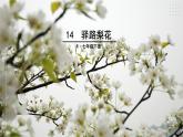 【任務(wù)型教學(xué)】修訂版統(tǒng)編教材七下14《 驛路梨花》課件+教案+導(dǎo)學(xué)案（師生版）+同步測試（含答案）