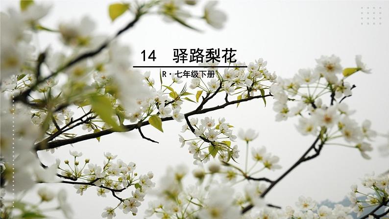 14《驿路梨花》【2022新课标】课件第2页