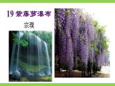 【任務(wù)型教學(xué)】修訂版統(tǒng)編教材七下19《 紫藤蘿瀑布》課件+教案+導(dǎo)學(xué)案（師生版）+同步測試（含答案）