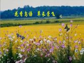 5 【任務(wù)型教學(xué)】統(tǒng)編語文八下5《大自然的語言》 課件+教案+導(dǎo)學(xué)案（師生版）+同步測試（含答案）