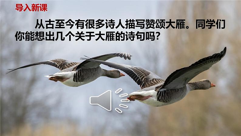 部编版八年级语文下册第二单元第7课《大雁归来》同步课件第3页