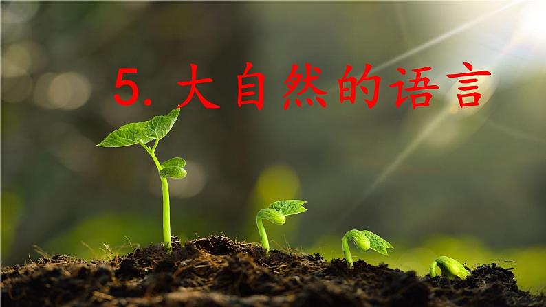 统编版语文八年级下册第5课《大自然的语言》课件第4页