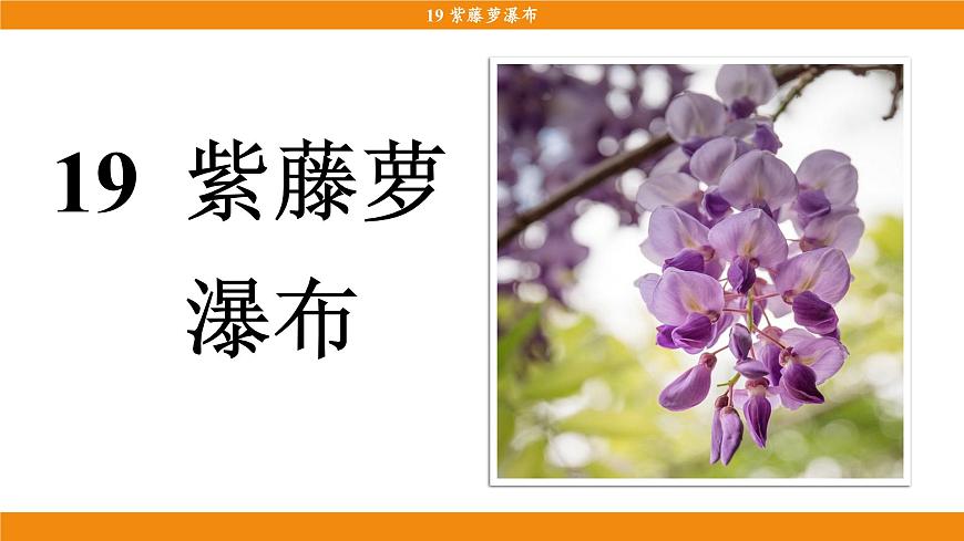 统编版（2024）语文七年级下册  19《紫藤萝瀑布》（课件）第3页