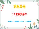 第五單元 19 紫藤蘿瀑布 - 初中語文七年級下冊 同步教學(xué)課件+教案（人教部編版2024）
