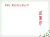 第五單元 19 紫藤蘿瀑布 - 初中語文七年級下冊 同步教學(xué)課件+教案（人教部編版2024）