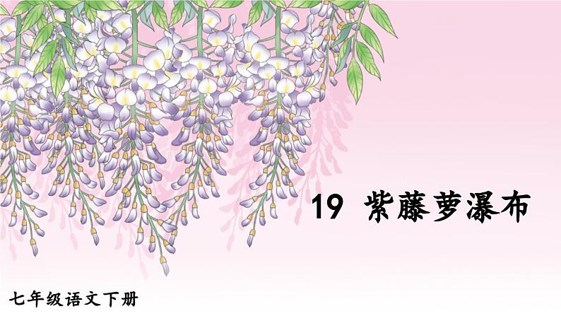 七年级语文下册课件《紫藤萝瀑布》第5页