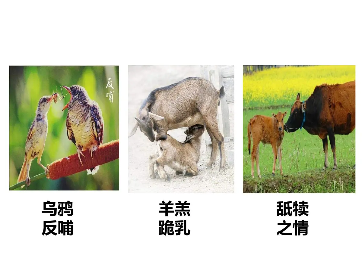 部编版（2024）2024-2025年第二学期 语文 七年级下册 第四单元专题学习活动《孝亲敬老，传承家风》课件第5页