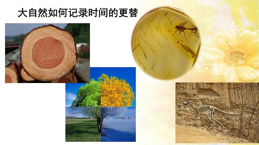 部编版 语文 八年级下册 2024-2025年第二学期 8.《时间的脚印》课件第4页