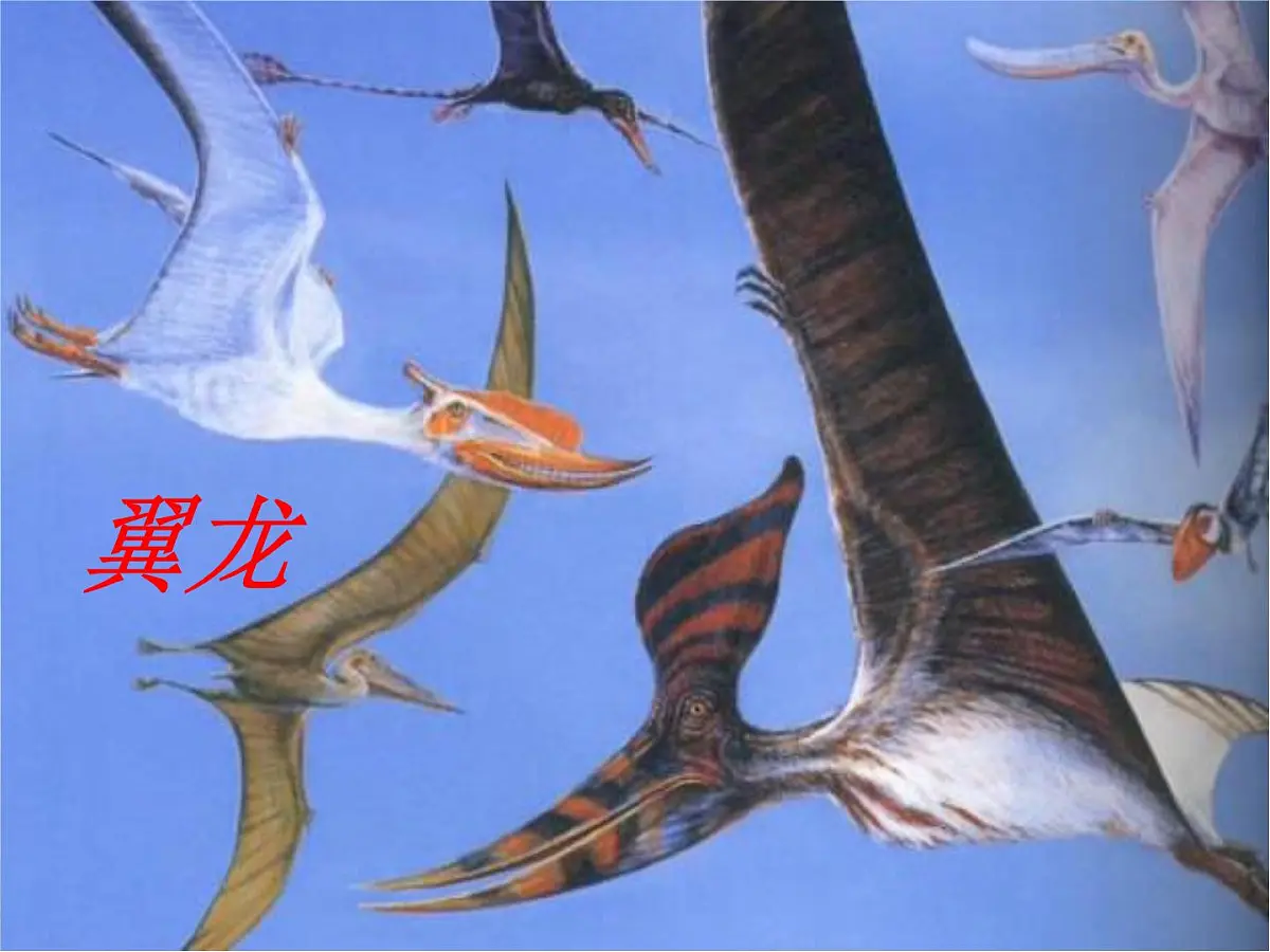 部编版 语文 八年级下册 2024-2025年第二学期 6.《恐龙无处不有》课件第6页