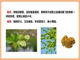 【核心素養(yǎng)優(yōu)質(zhì)課】部編版語文七年級下冊第三單元 課外古詩詞誦讀 晚春（課件+同步教學設計）