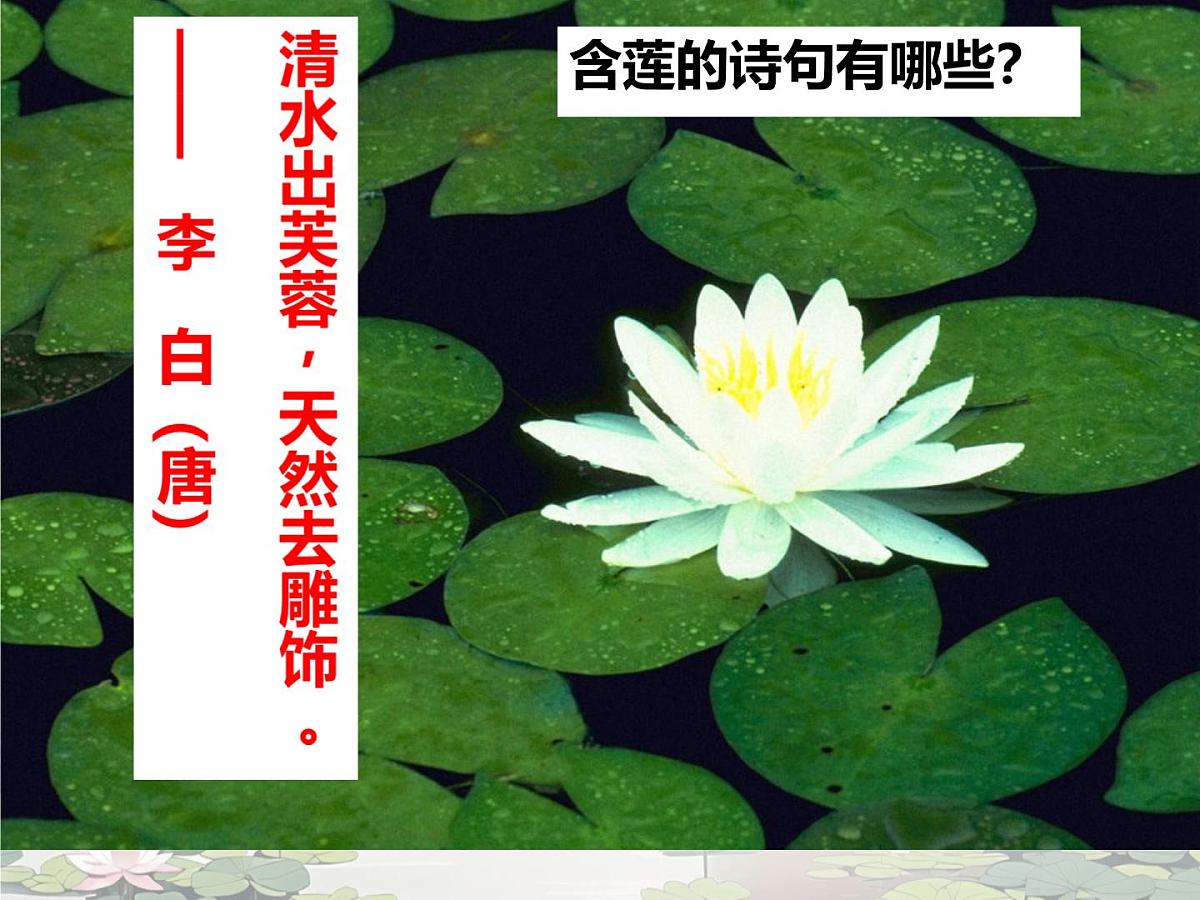 爱莲说 课件 初中语文人教部编版（2024）七年级下册第5页