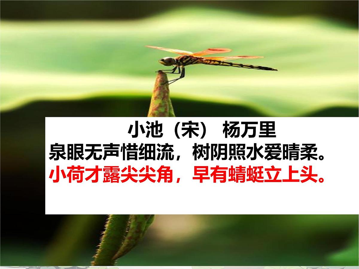 爱莲说 课件 初中语文人教部编版（2024）七年级下册第6页