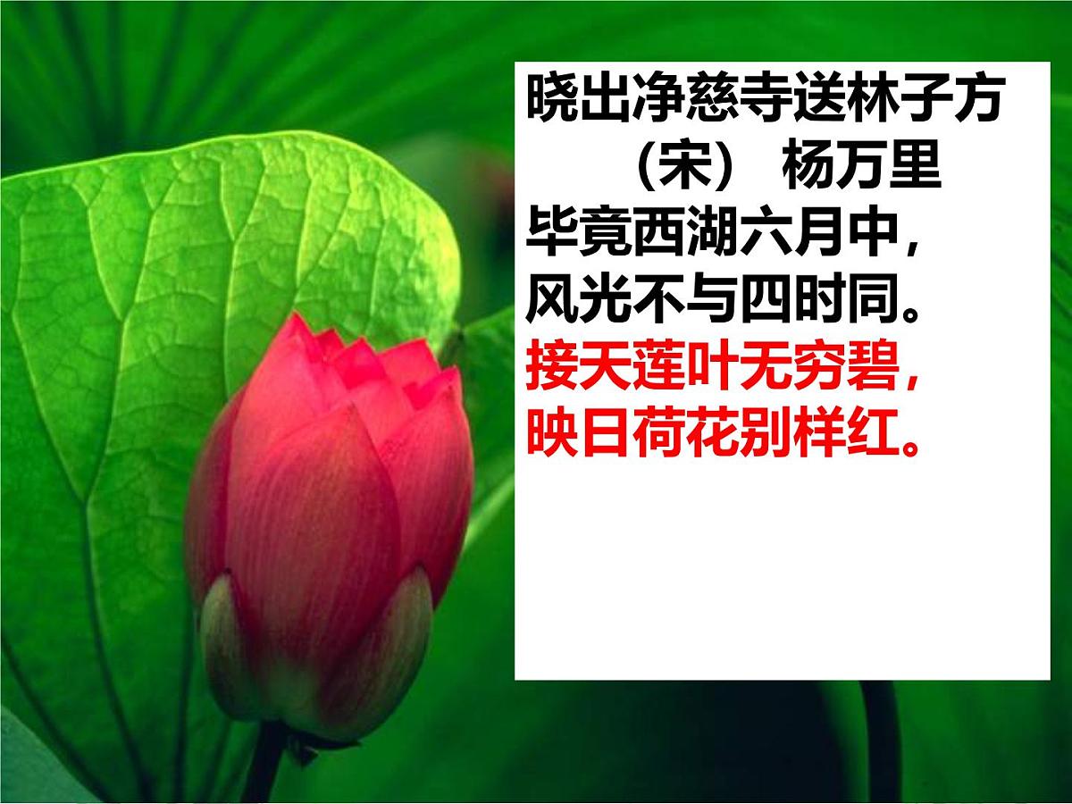 爱莲说 课件 初中语文人教部编版（2024）七年级下册第7页