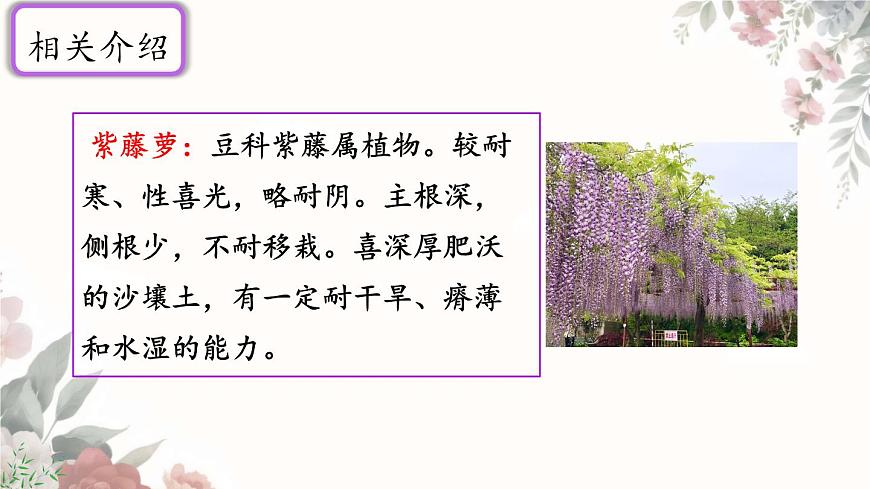 初中 语文 人教部编版（2024）七年级下册（2024） 第五单元19 紫藤萝瀑布 课件第5页