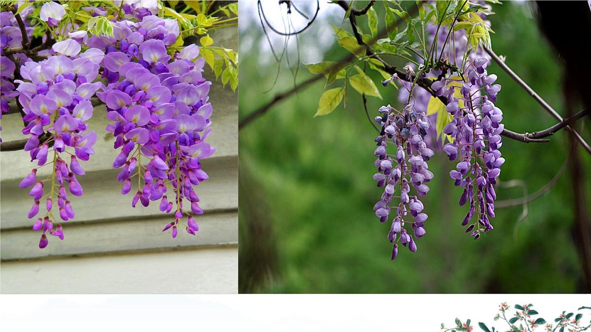 第19课《紫藤萝瀑布》课件-2024-2025学年统编版语文七年级下册第4页