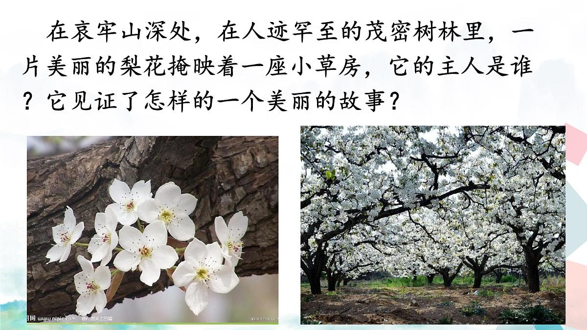 初中 语文 人教部编版（2024）七年级下册（2024）第四单元14 驿路梨花 课件第1页