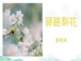 驛路梨花 課件 初中語文人教部編版（2024）七年級下冊