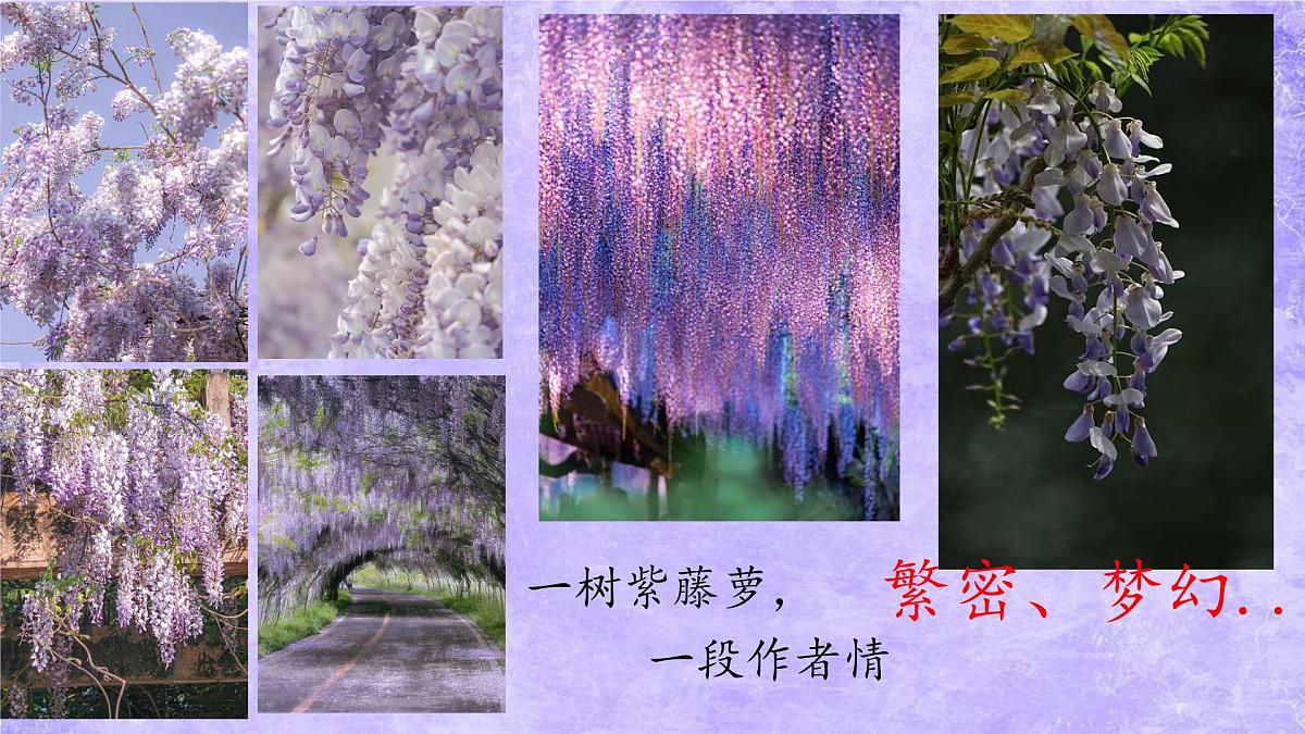 第19课《紫藤萝瀑布》课件-2024-2025学年统编版语文七年级下册第1页