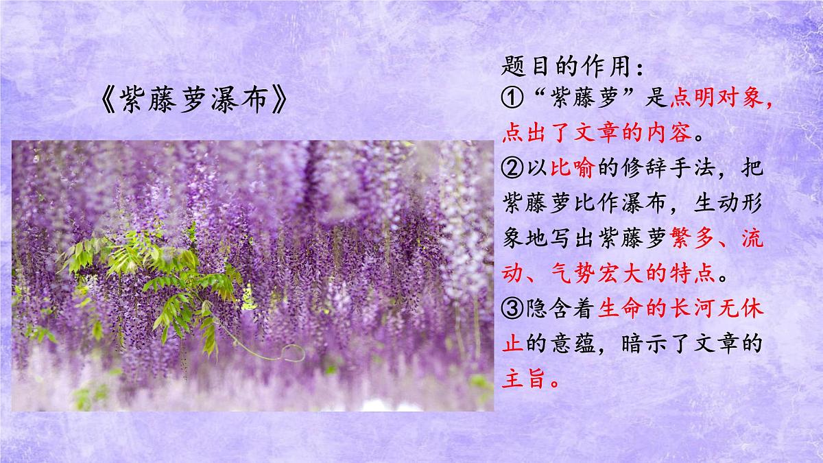 第19课《紫藤萝瀑布》课件-2024-2025学年统编版语文七年级下册第3页