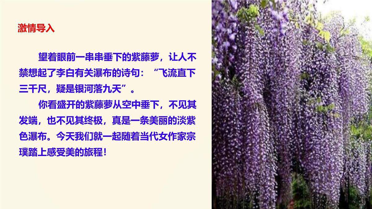 初中语文人教部编版（2024）七年级下册（2024）第五单元19 紫藤萝瀑布 课件第3页