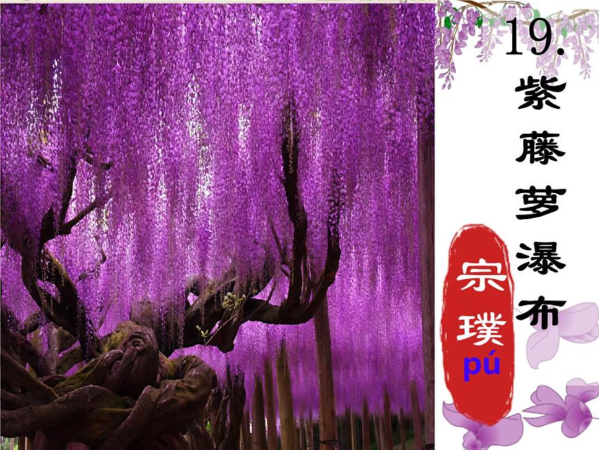 初中语文人教部编版（2024）七年级下册（2024）第五单元19 紫藤萝瀑布 课件第2页