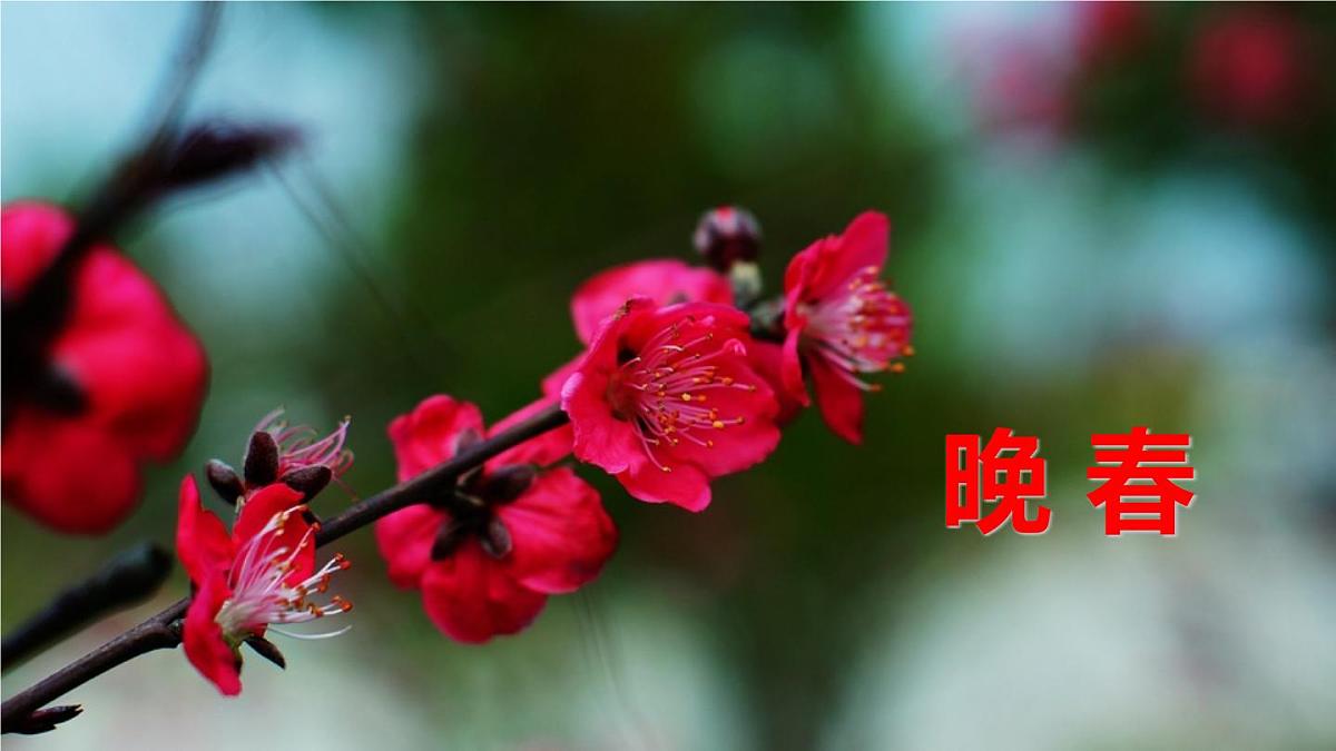 统编版（2024）七年级语文下学期第三单元古诗词诵读-晚春课件第1页