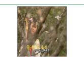 部編版2024-2025年第二學(xué)期 語(yǔ)文 七年級(jí)下冊(cè)  第五單元 21  己亥雜詩(shī)（其五）  課件