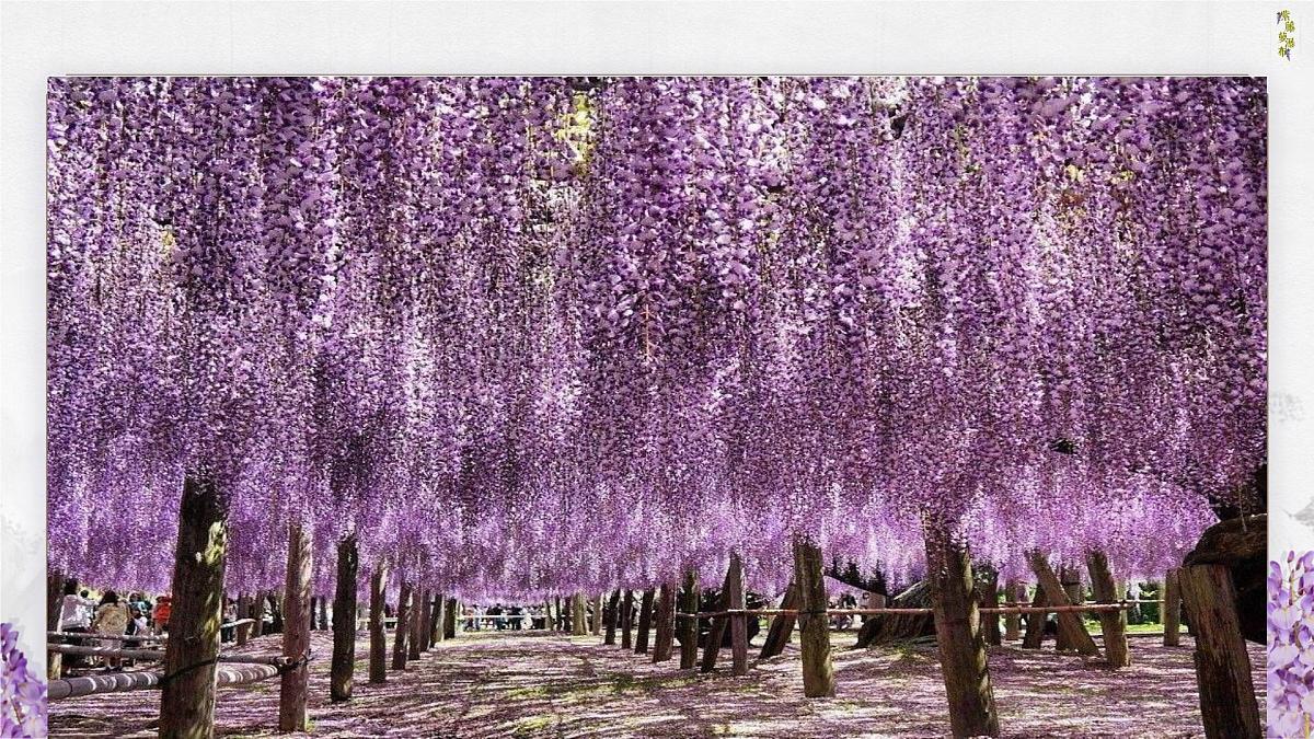 统编版语文七年级下册第19课《紫藤萝瀑布》课件第5页