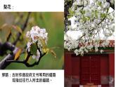 第14課《驛路梨花》課件  2024—2025學(xué)年統(tǒng)編版語文七年級下冊