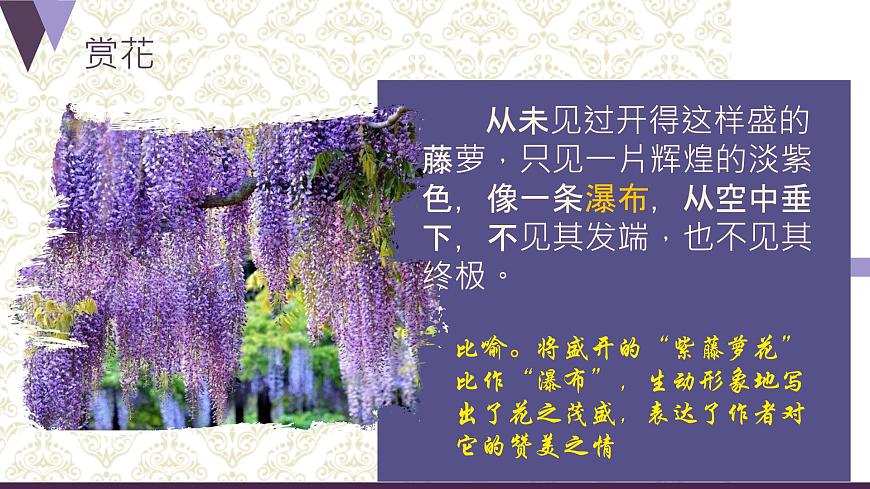 七下19《紫藤萝瀑布》课件第4页