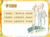 第16課《白楊禮贊》課件編版語文八年級上冊