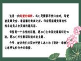 部編版2025-2026年第一學(xué)期 七年級 語文上冊 第二單元  7 荷葉·母親  課件