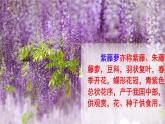 第19課《紫藤蘿瀑布》課件++2024-2025學(xué)年統(tǒng)編版語文七年級下冊