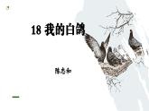 部編版2025-2026年第一學(xué)期 七年級 語文上冊  第五單元  18我的白鴿  課件
