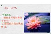 第7課《散文詩二首——荷葉 母親》課件 2025學(xué)年統(tǒng)編版語文七年級上冊