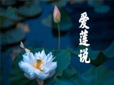 第17課《短文兩篇——愛(ài)蓮說(shuō)》課件 2024—2025學(xué)年統(tǒng)編版語(yǔ)文七年級(jí)下冊(cè)