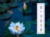 第17課《短文兩篇——愛(ài)蓮說(shuō)》課件 2024—2025學(xué)年統(tǒng)編版語(yǔ)文七年級(jí)下冊(cè)