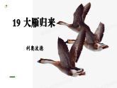 部編版2025-2026年第一學(xué)期 七年級(jí) 語文上冊(cè) 第五單元    19大雁歸來  課件